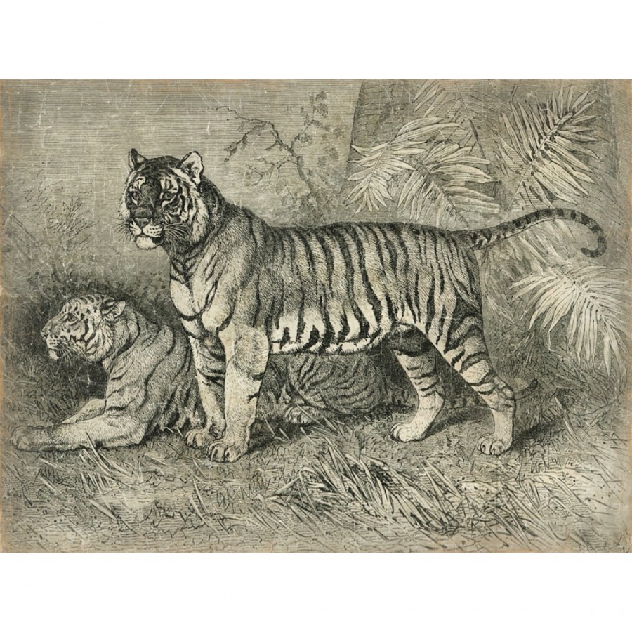 TIGRES NOIR ET BLANC (120x90cm) 